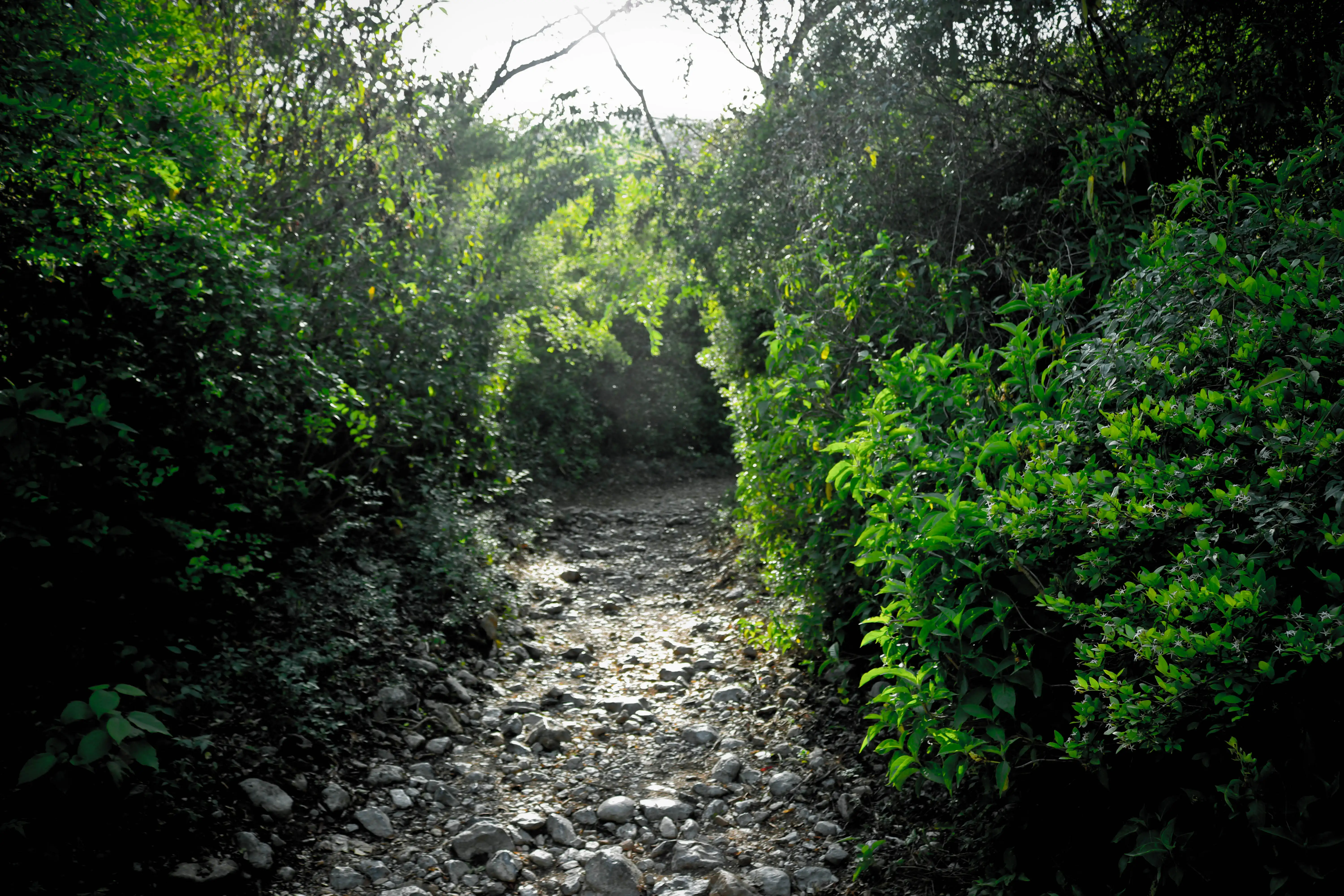 Jungle Trail Track